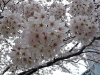 cerisiers 2010