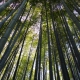 Tenryuji - Kyoto - bambou