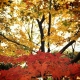 feuillage d'automne