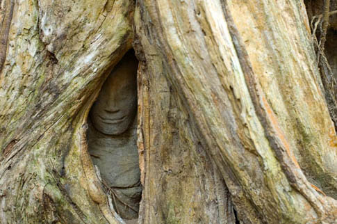 Ta Phrom - Cambodge - Cambodia