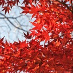 feuilles rouges de l'automne