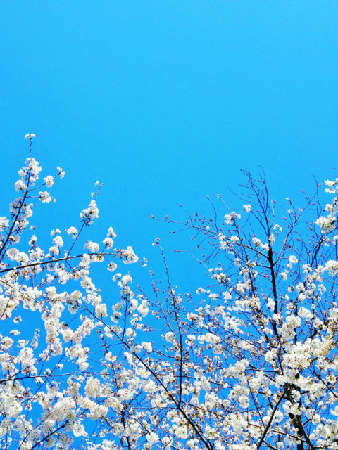 sakura - cerisiers