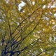 couleurs de l'automne - Cédric Riveau