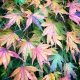 couleurs de l'automne - Cédric Riveau