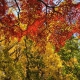 couleurs de l'automne - Cédric Riveau
