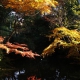 couleurs de l'automne - Cédric Riveau