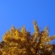 couleurs de l'automne - Cédric Riveau