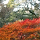 couleurs de l'automne - Cédric Riveau