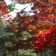 couleurs de l'automne - Cédric Riveau