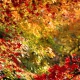 couleurs de l'automne - Cédric Riveau