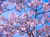 cerisiers - sakura
