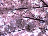 cerisiers - sakura