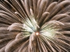 Feu d\'artifice