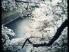 sakura 2011