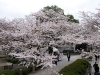 sakura 2011