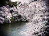 sakura 2011