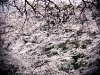 sakura 2011