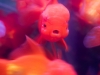 Fish market