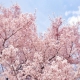 Cerisier Toyama koen