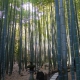 temple des bambous