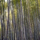 Tenryuji - Kyoto - bambou