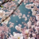 Sakura en fleur