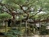 Jardin Kenroku